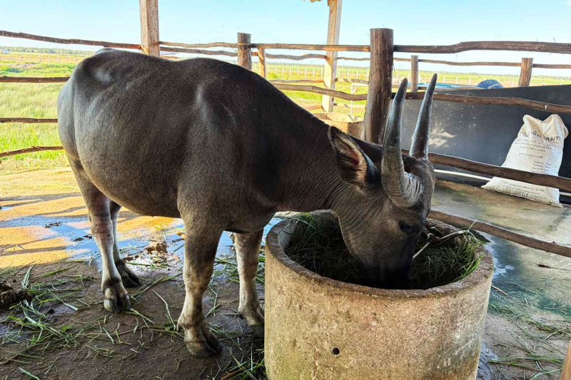 A swamp buffalo in Phatthalung. Assawin Pakkawan