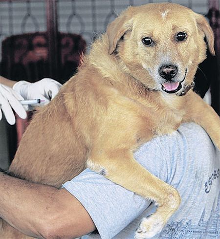 no of injections for dog bite