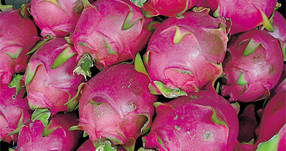 Dragonfruit roaring across southeast asia