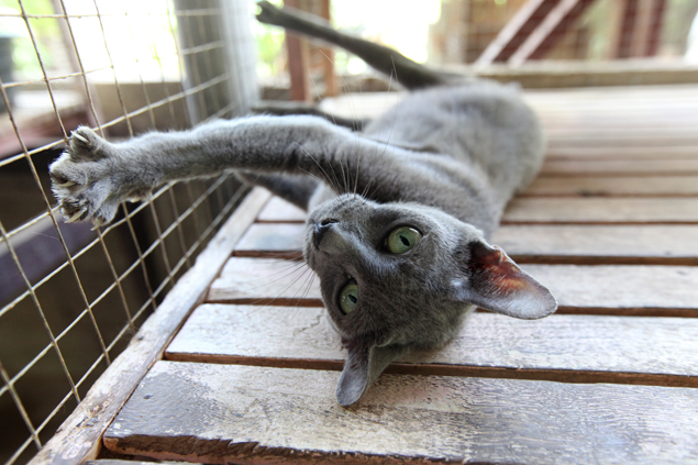 Preserving Thailand's famous felines