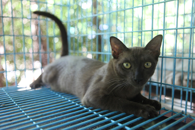 Preserving Thailand's famous felines