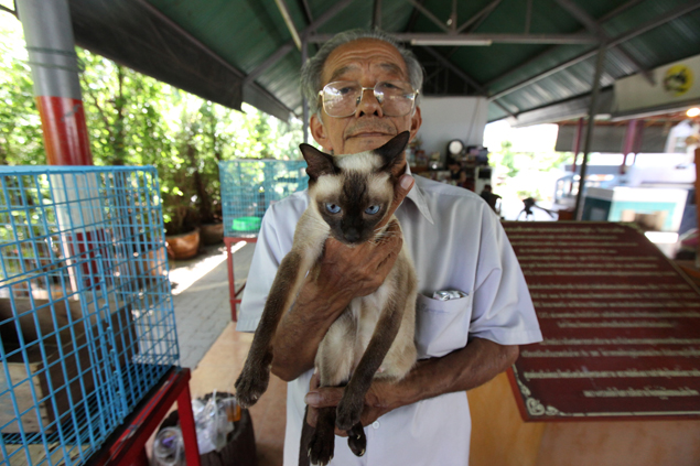 Preserving Thailand's famous felines