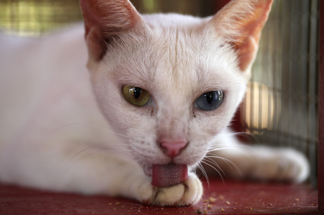 Preserving Thailand's famous felines