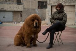 tibetan mastiff record price