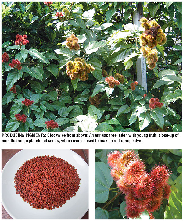 Bangkok Post These trees are simply to dye for