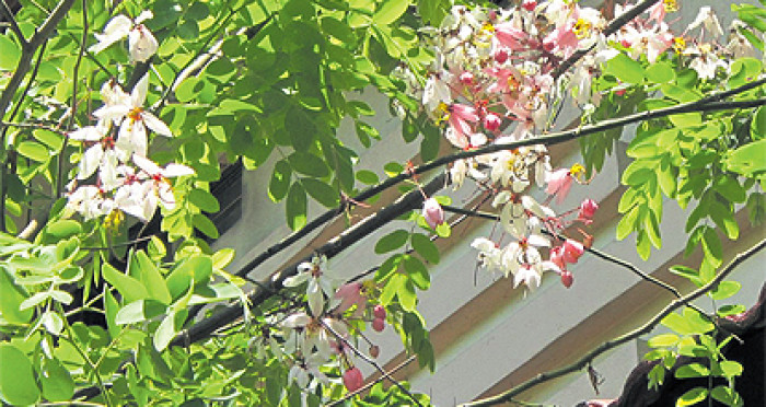 National Tree S Great White Hope Revealed At Last