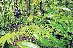Bangkok Post - A different killer lurking in the forest