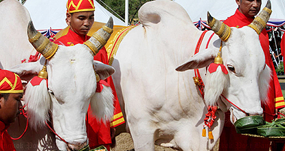 Royal oxen predict plentiful food, water