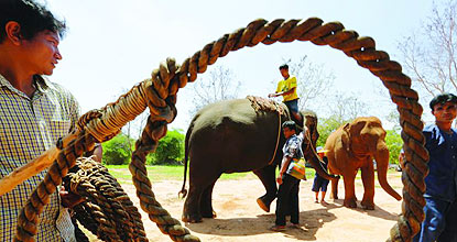 Thailand urged to reform elephant laws