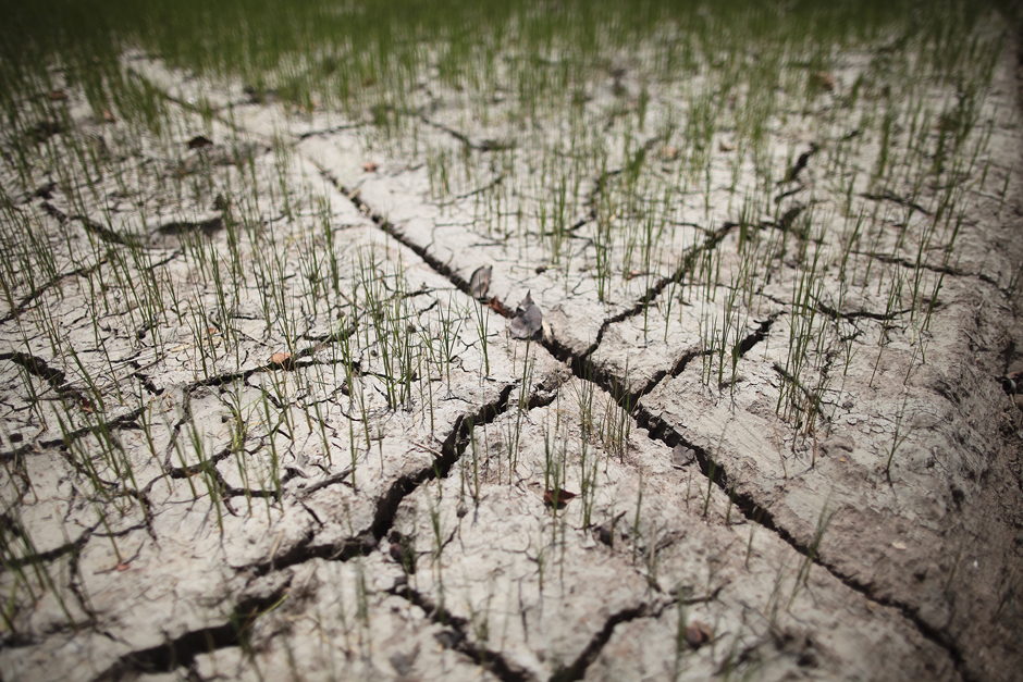 Young paddy crops wilt in Suphan Buri's Sam Chuk district as farmers wait for the provincial irrigation office to release more water into the nearby canal. The office is regulating the flow to eke out the scarce remaining water. Photo by Patipat Janthong
