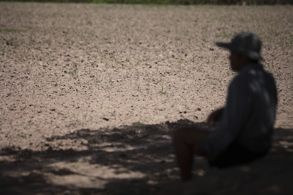 A farmer watches young paddy crops shrivel in Sam Chuk district. Photo by Patipat Janthong