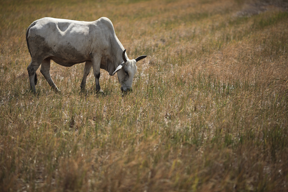 A cow eats hay in a dry farm in Ayutthaya province. Photo by Patipat Janthong
