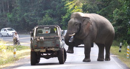 Jumbo attacks spur Khao Yai road rethink