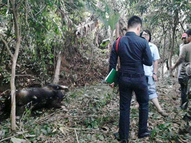 Police and veterinarians inspect the carcass of a gaur shot by a poacher in Khao Paeng Ma mountain of Nakhon Ratchasima on Monday. (Photo by Prasit Tangprasert) Police and veterinarians inspect the carcass of a gaur shot by a poacher in Khao Paeng Ma mountain of Nakhon Ratchasima on Monday. (Photo by Prasit Tangprasert)