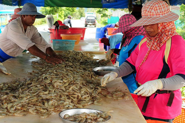 Shrimp disease still haunts booming Thai food exports