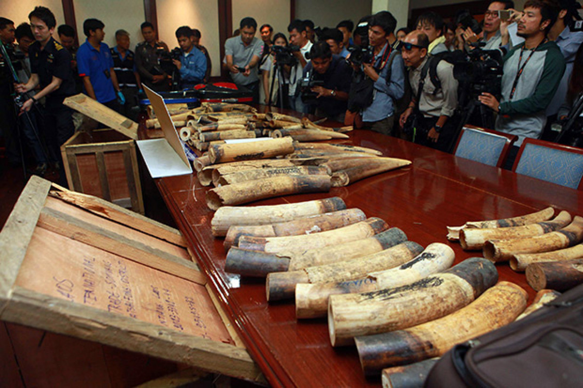 Bangkok Post - Customs seizes 250kg of smuggled ivory