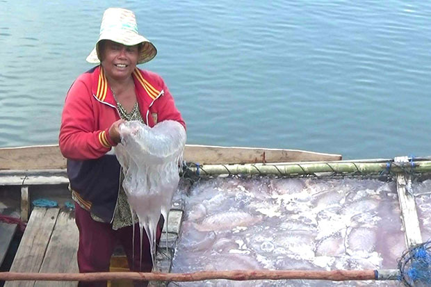 Jellyfish gives Trang fishermen new lease of life