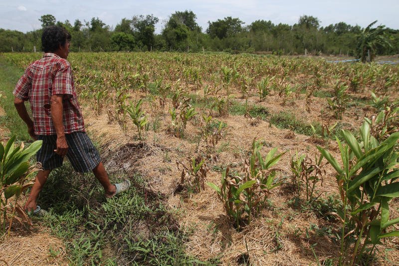 Authorities will relax the water ban so farmers like this distressed Suphanburi landowner can try to tend to their parched crops. Meanwhile, a meeting Wednesday will consider ways to force Bangkok citizens to conserve, even including a possible heavy tax on "excessive" water use. (Photo by Pattarapong Chatpattarasill)