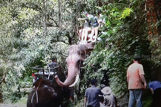 Three members of a Chinese family rescued and safe after a male elephant ran amok, gored his mahout to death and then tore off into the jungle with them still on his back, at Phutawan elephant camp (above) in Chiang Mai on Wednesday. (Photo by Cheewin Sattha)