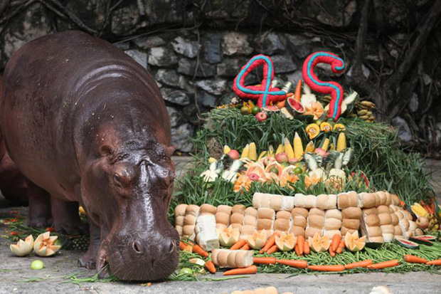 Dusit Zoo shows Mae Mali in a pre-birthday event as the most popular hippopotamus in the country turns 49. (Photo by Thiti Wannamontha)