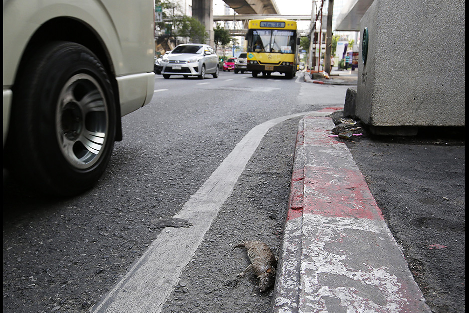 Bangkok Post - Photo gallery | Bangkok Post