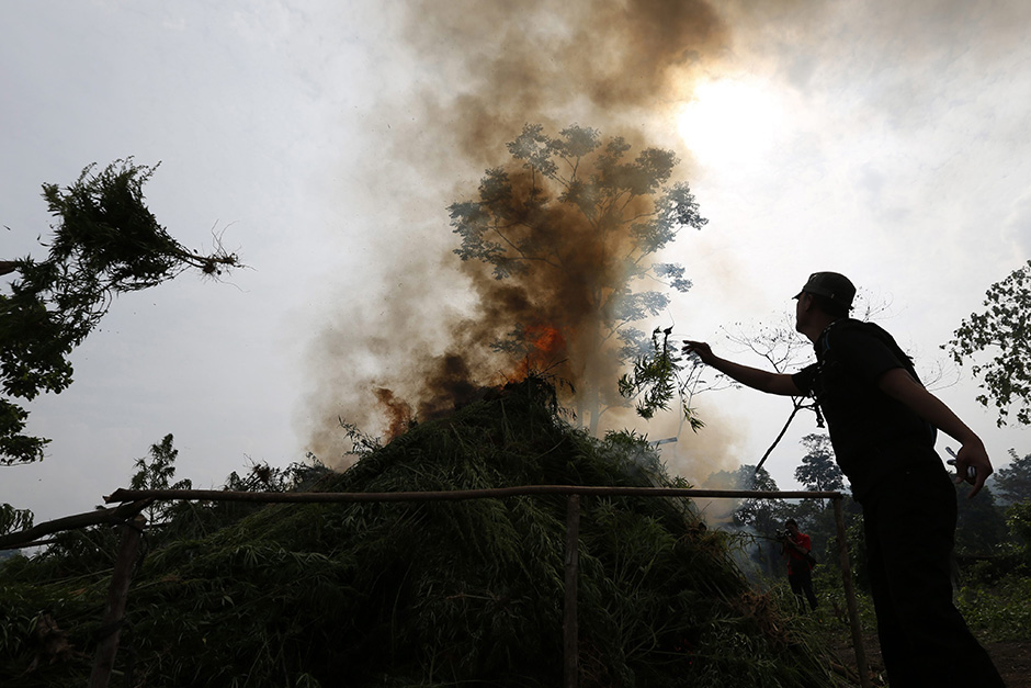 Aceh police and anti-drug police destroy cannabis plants discovered in a 189 hectare illegal marijuana plantation at the foot of Seulawah Mountain in Aceh Besar, Indonesia. Aceh is the most prolific illegal marijuana-producing province in Indonesia, which distributes marijuana to the Southeast Asian region. — EPA