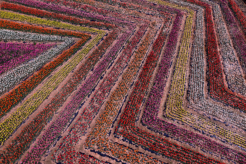 A view of a tulip field in Zhumadian, Henan province, on March 31. — Reuters