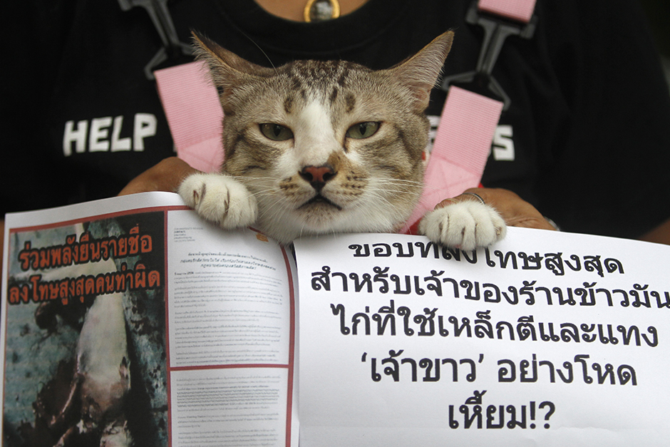 Members of Watchdog Thailand gather outside Government House on May 17, demanding stiffer penalties for animal cruelty. - Thanarak Khunton
