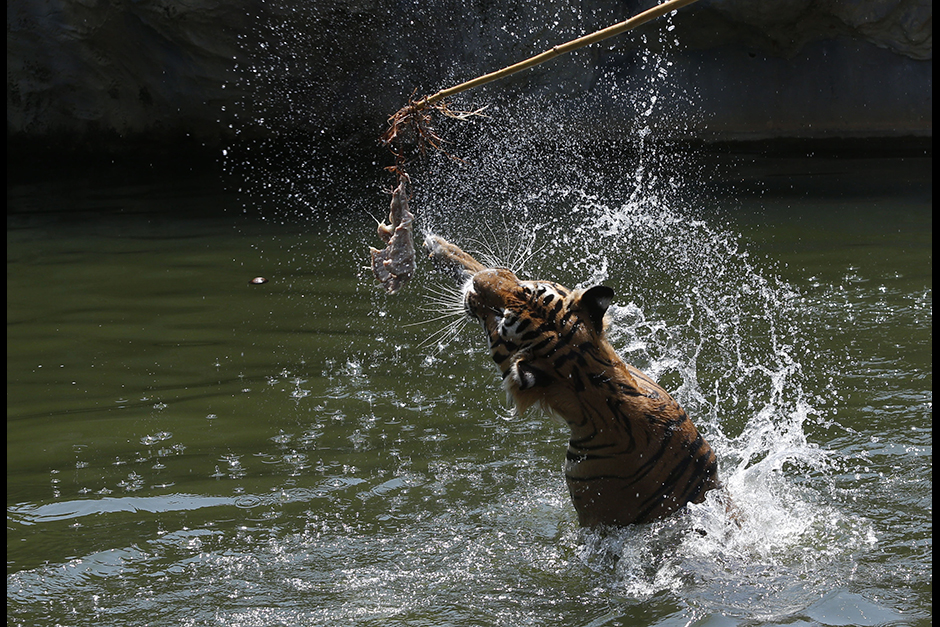A tiger leaps out of the water to catch food at the Nakhon Ratchasima Zoo on May 6. Tigers and other predatory cats are fed in water to help nurture their hunting skills as well as to keep them cool in the summer heat. - Pattarapong Chatpattarasill