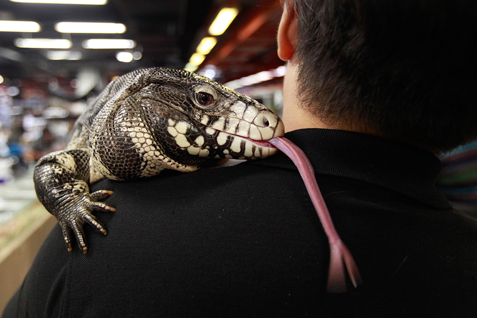 A member of the Thailand Association of Reptile Keepers (THARK) carries a black and white tegu, primarily found in South America, at the PET Expo Thailand 2016, on May 27. - Jiraporn Kuhakan