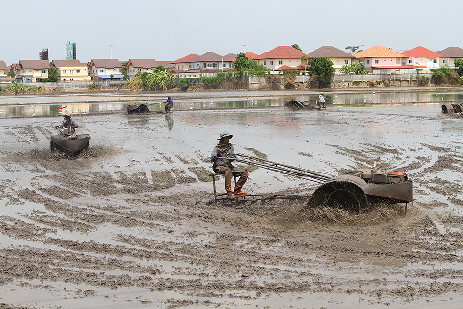 Farmers in Nonthaburi's Pak Kret district plough a field for their new rice crop on May 24 after rain brought relief from the long drought. The Meteorological Department declared the rainy season started on May 18. The rains are expected to continue until mid-October. - Tawatchai Kemgumnerd