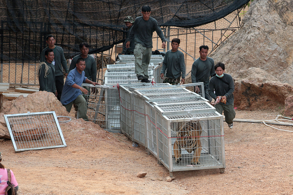 Officials from the Department of National Parks, Wildlife and Plant Conservation use chicken bones to lure tigers into cages as they relocate the big cats from Wat Pa Luang Ta Maha Bua, known as the Tiger Temple, in Kanchanaburi's Sai Yok district, on May 30. - Chanat Katanyu
