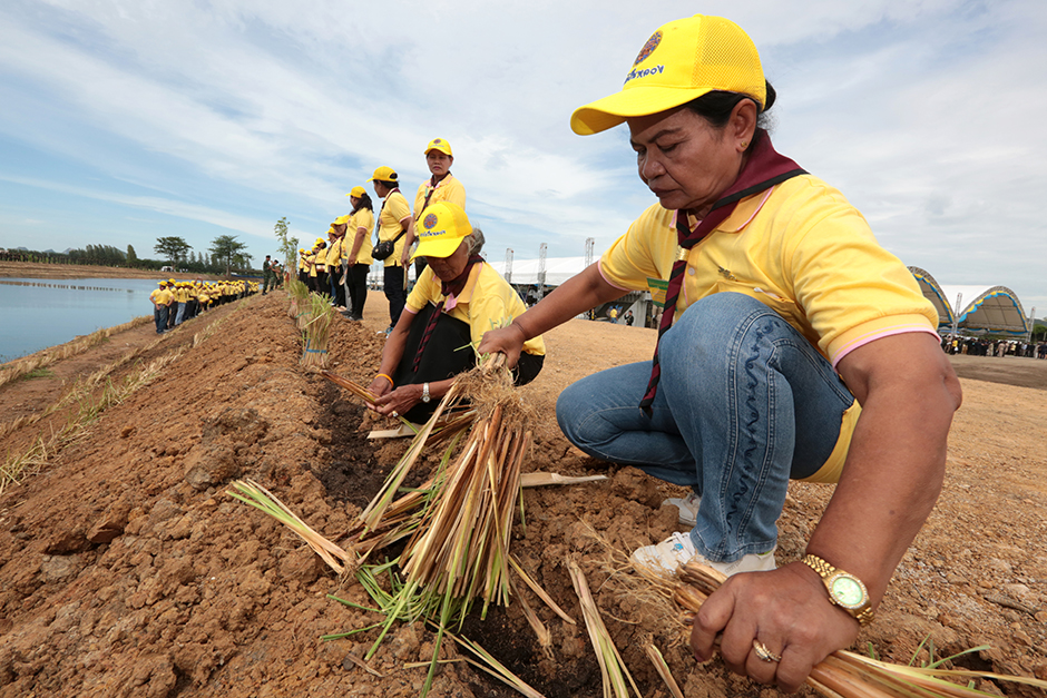 People plant vetiver grass in Ratchaburi. His Majesty the King has promoted the use of vetiver grass to prevent surface water run-off and reduce evaporation. - Chanat Katanyu