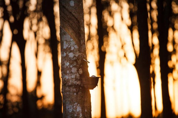 Free rubber stock, growers urge