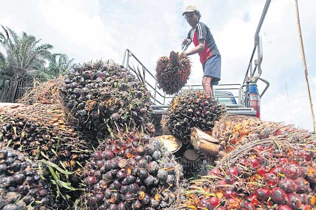 A worker unloads oil palm fruit from a truck at a processing plant in Lam Tap district of Krabi province.