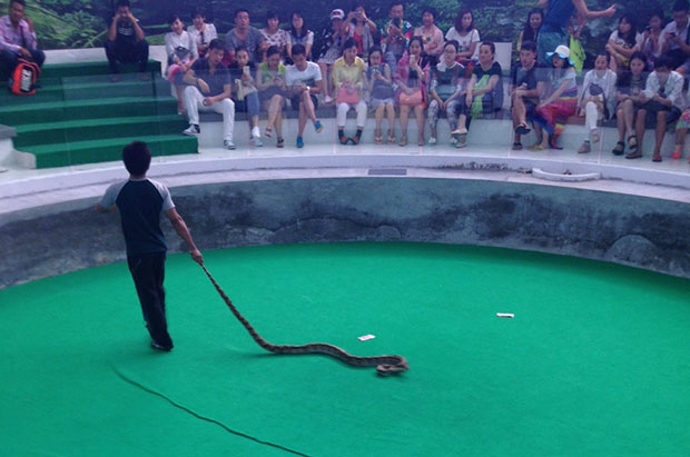 A python features in a snake show at Phuket Bio Technology.(Photo by Achadtaya Chuenniran)