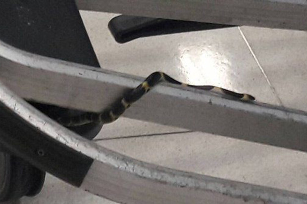 A reptile expert said snake seen a Suvarnabhumi airport’s arrival hall appeared to be a Malayan Bridle snake, a non-venomous variety. (Photo from YouLike Facebook page)