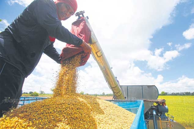 Rice export value and volume are both expected to fall this year.