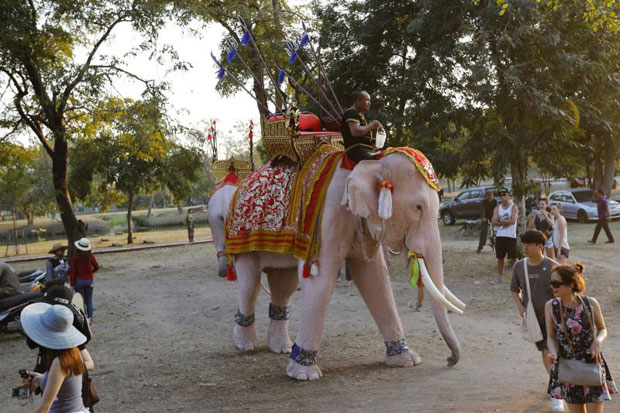 Tourists walk past an elephant at the ruins of the ancient capital of Ayutthaya on Dece 25, 2015. (Reuters photo)