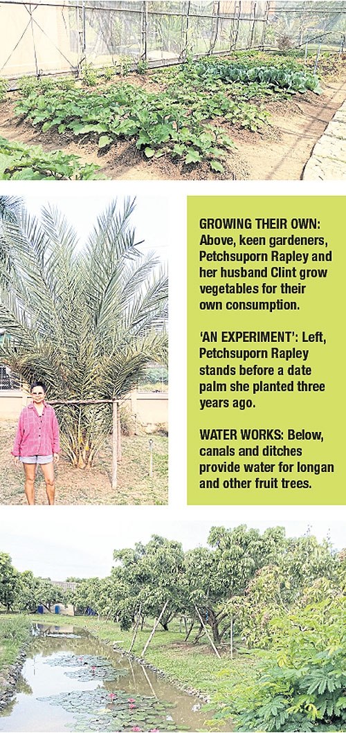 thai date palm