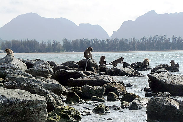 Water shipped in for thirsty Prachuap island monkeys