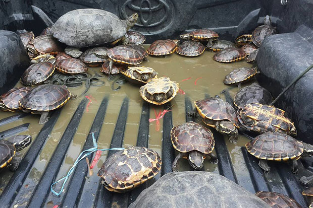 Smuggler caught with rare turtles and snakes