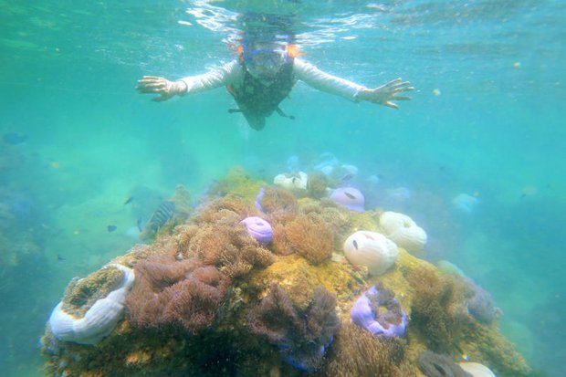 Rising sea temps bring coral bleaching to Gulf