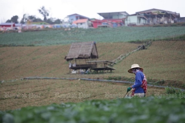 A Hmong farmer tends to a cabbage crop with a Phu Thap Boek resort in the background. (Photo by Chumporn Sangvilert)