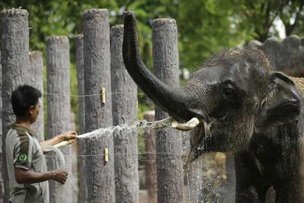 An elephant opens its mouth while being sprayed water to cool off at Dusit Zoo on Tuesday. Authorities are telling people to stay out of the blazing sun to avoid heat stroke. (AP photo)