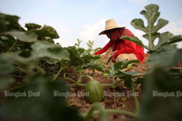 'Organic' in our country means unsafe