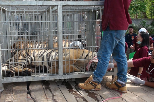 33 more tigers removed from Kanchanaburi temple