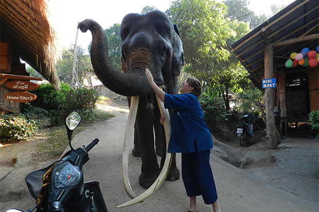 A file photo shows a tourist playing with Plai Jampui, a male elephant known for its long, beautiful ivory tusks, in Lampang. The 49-year-old jumbo died on Thursday. (Photo by Aswin Wongnorkaew)