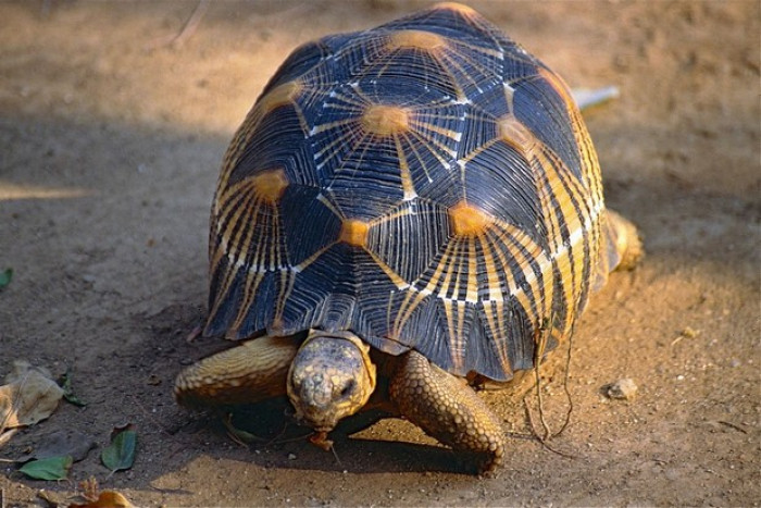 Porno tomosha qilish: Ogay ota qizini sikdi Hozir porno filmlarni tomosha qiling