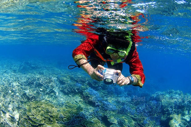 Krabi hit by illegal coral collection